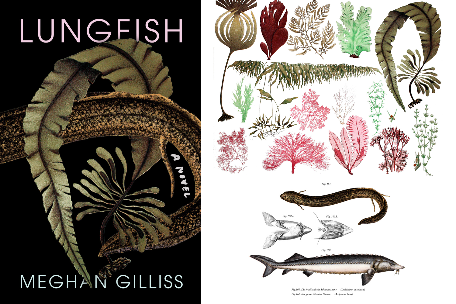Lungfish Book Cover