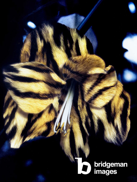 Tiger Skin Lily, 1995 (C-type photograph, acrylic, steel), Mat Collishaw, (b.1966) / © Mat Collishaw. All rights reserved 2023 / Bridgeman Images