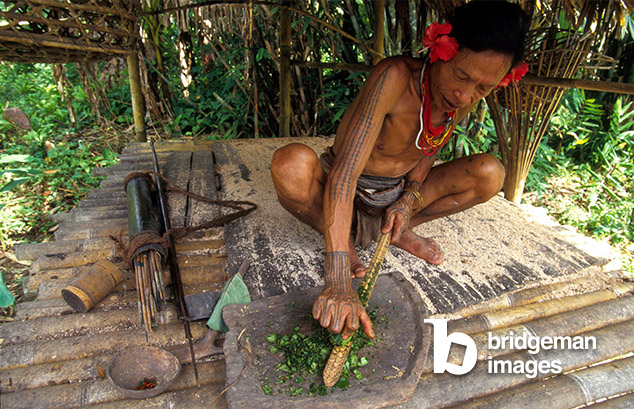 Herbal medicine The Mentawais, , Indonesia / Godong / Bridgeman Images