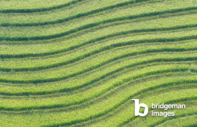 Rice fields on terraced, Sapa, Vietnam, 2019 (photo) / © Fred de Noyelle/Godong / Bridgeman Images