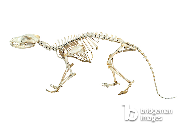 Thylacinus cynocephalus (bone) © Manchester Museum, The University of Manchester / Bridgeman Images