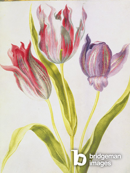 Tulips, c.1675 (gouache on vellum), Nicolas Robert,  (1614-85) / Burghley House Collection, Lincolnshire, UK / Bridgeman Images
