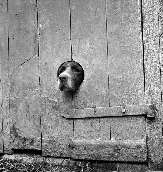photo of A springer spaniel peering out from a small circular hole cut into the wooden plank door of a barn or similar agricultural outbuilding in Cornwall.