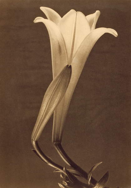 image of a lily: Platinum Print of Lily by Tina Modotti, 1925 (platinum print), Modotti, Tina (1896-1942) / Private Collection / Photo © GraphicaArtis / Bridgeman Images 