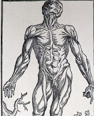 Les muscles, 1578, Ecole anglaise