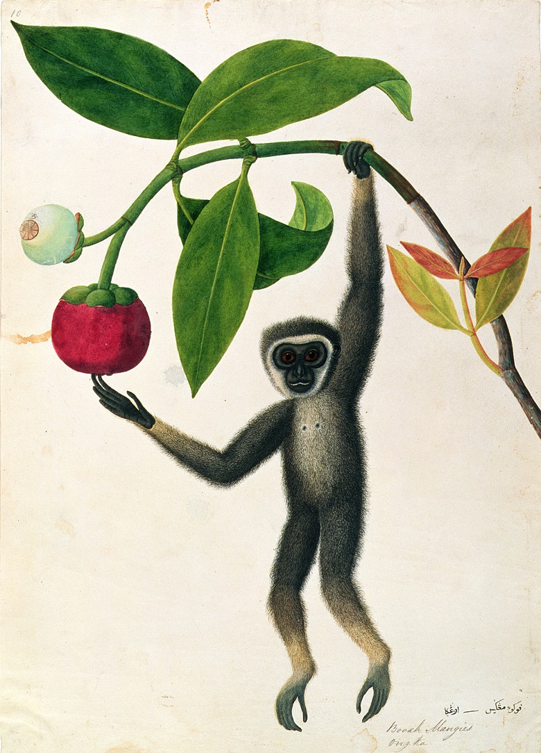 An Agile Gibbon or 'Black-Handed Gibbon', c.1805-18 (w/c and gouache on paper), Chinese School / © Royal Asiatic Society, London, UK