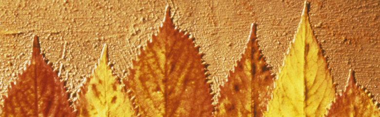 Yellow beech leaves, Graeme Harris / Private Collection / Bridgeman Images