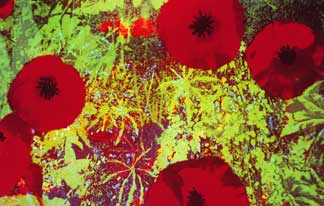 Poppies, overhead view by Vale & Betts