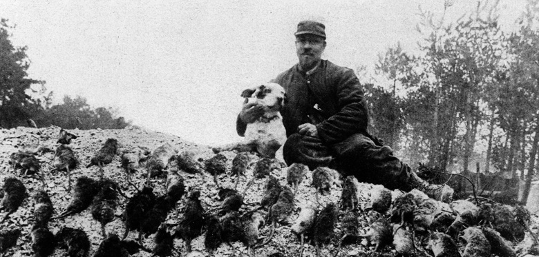 Nuisibles - Les animaux dans les tranchées - Première Guerre mondiale