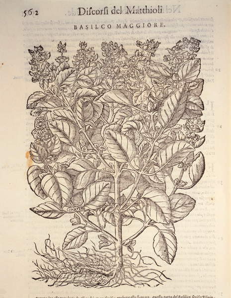  Basil (ocymum basilicum), engraving by Pier Andrea Mattioli, 1554 / Museo Civico Di Storia Naturale, Milan, Italy / De Agostini Picture Library / G. De Vecchi / Bridgeman Images